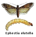 Ephestia elutella: Σκουλήκι του καπνού ή του κακάο