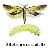 Sitotroga cerealella, Σιτότρωγα